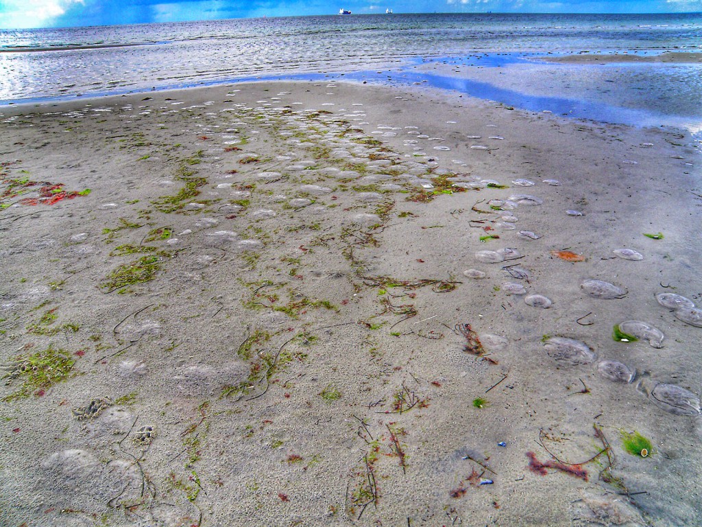 Die Spur der Quallen - The trace of the jellyfish (sooner)