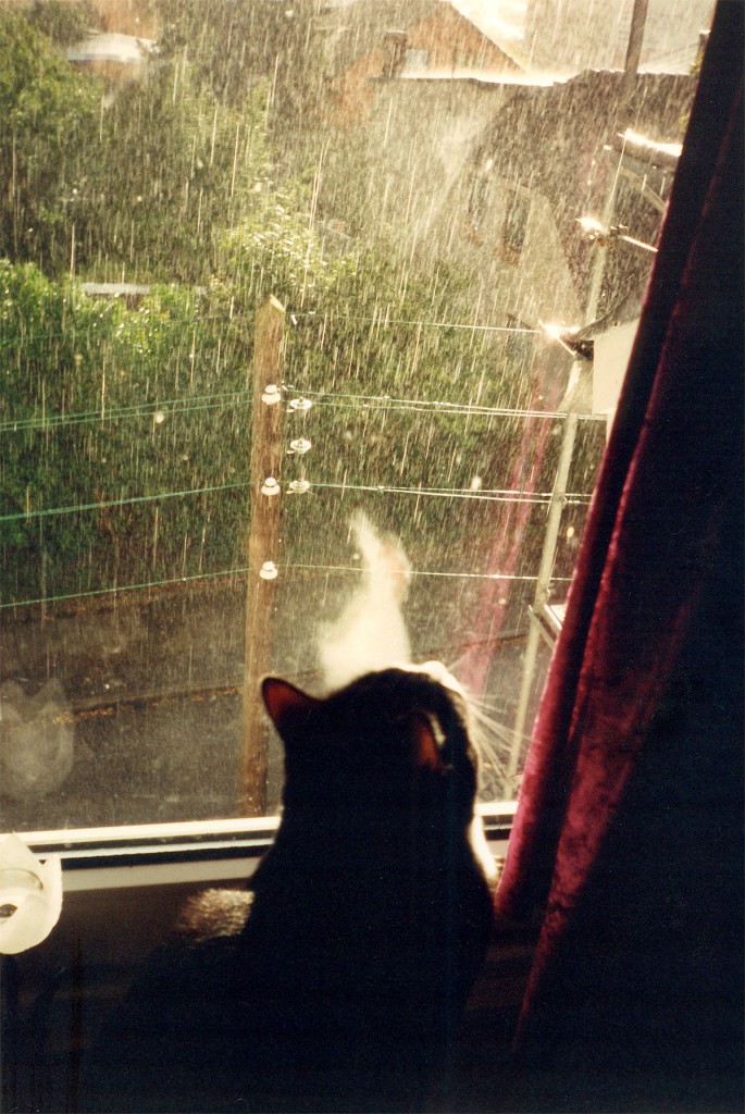 Cat, watching the summer rain