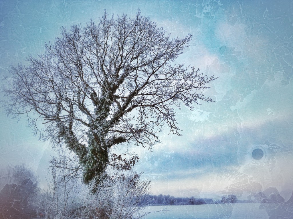 The Frosty Tree