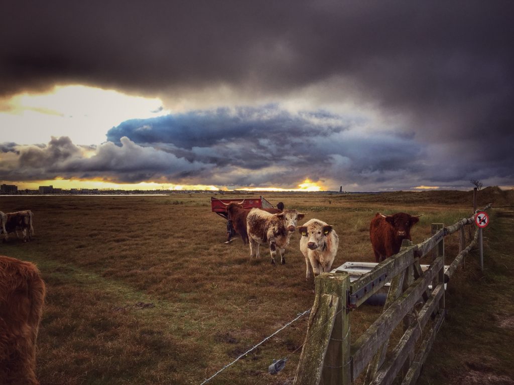 The cows do autumnwatch too, mooh