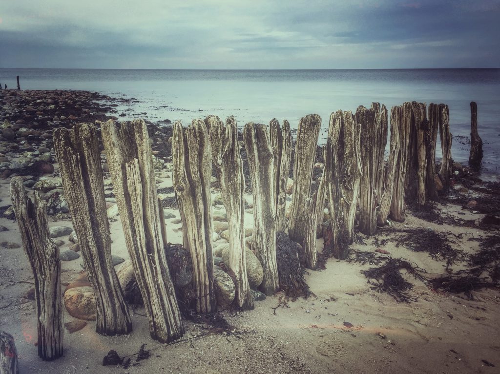 Walrus teeth still standing