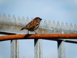 Spatz auf Stange (Sparrow On Rod)