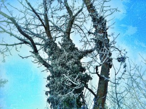 Ivy covered with white frost