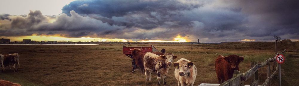 The cows do autumnwatch too, mooh