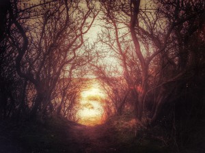 Ancient tree tunnel into the sea